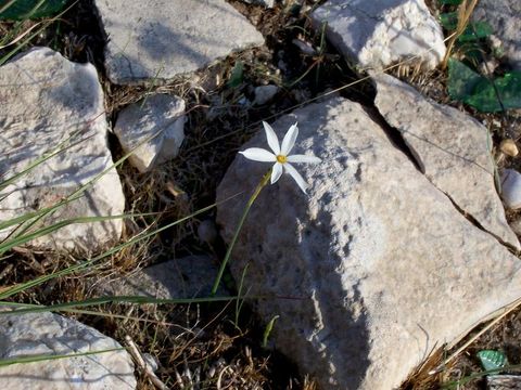 Narcissus serotinus L. resmi