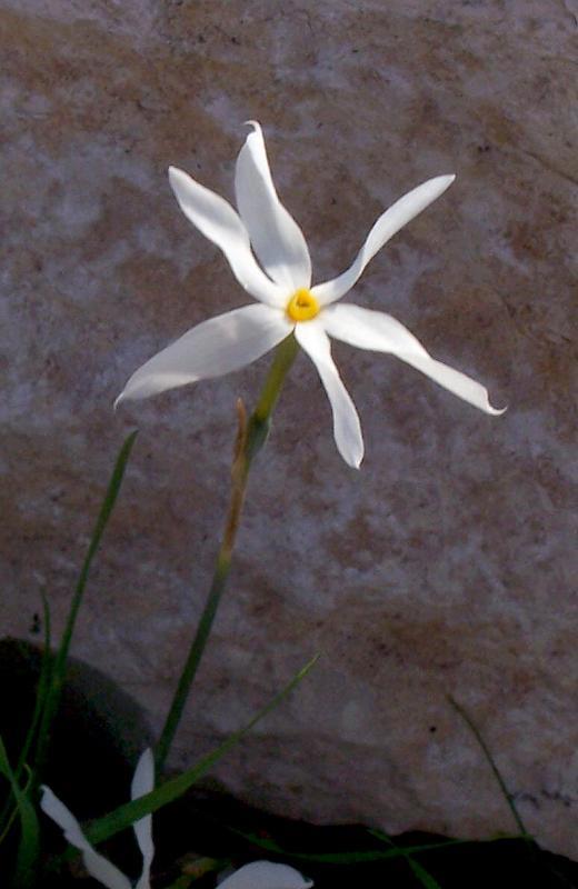 Imagem de Narcissus serotinus L.