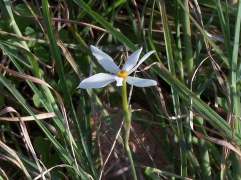 Image of Narcissus serotinus L.