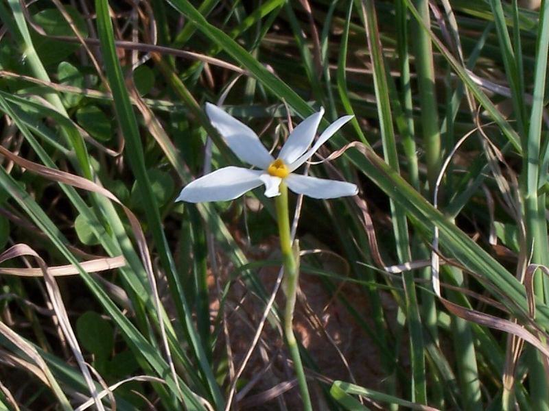 Imagem de Narcissus serotinus L.