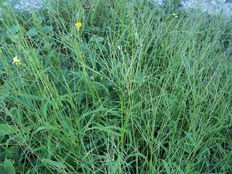 Image of hairy crabgrass