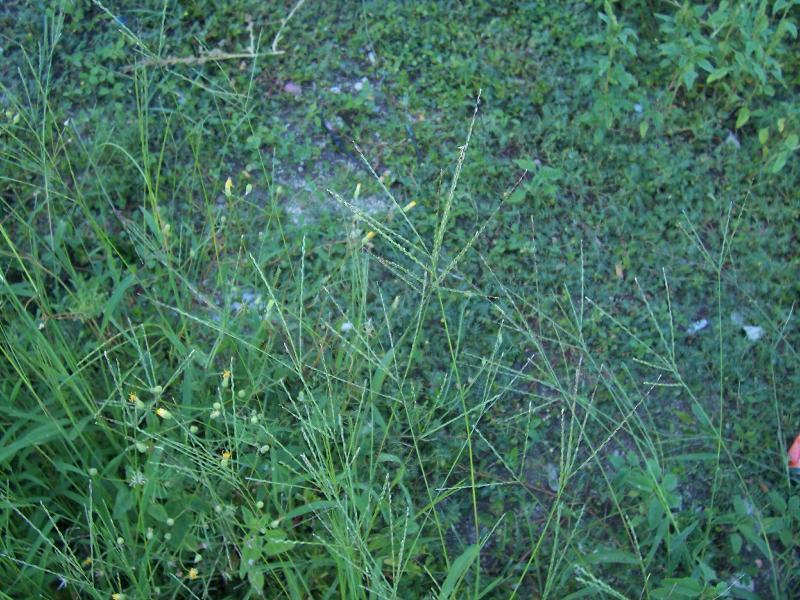 Image of hairy crabgrass