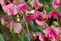 Image of Everlasting pea