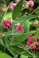 Image of Everlasting pea