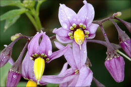 Image of bittersweet, woody nightshade