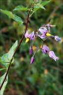 Image of bittersweet, woody nightshade