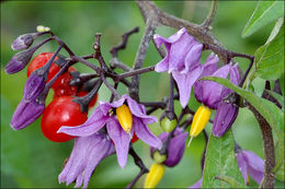 Image of bittersweet, woody nightshade