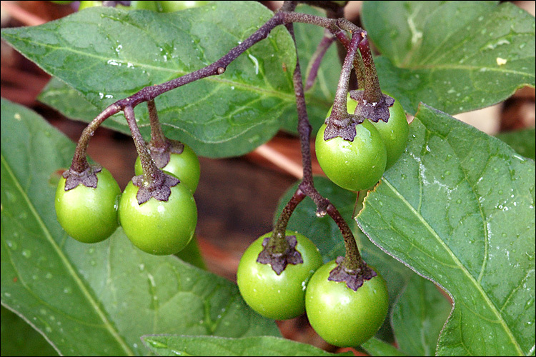 Image of bittersweet, woody nightshade