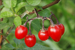 Image of bittersweet, woody nightshade