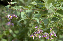 Image of bittersweet, woody nightshade