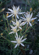 Image of gypsum blazingstar