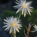 Image of grassland blazingstar