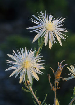 Image of grassland blazingstar