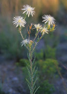 Sivun Mentzelia strictissima (Wooton & Standl.) J. Darlington kuva