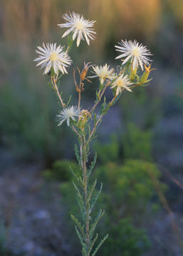 Image of grassland blazingstar