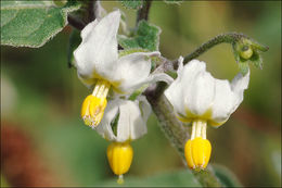 Image of <i>Solanum <i>nigrum</i></i> ssp. nigrum