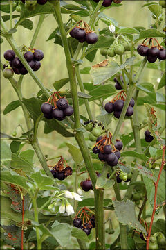 Image of <i>Solanum <i>nigrum</i></i> ssp. nigrum