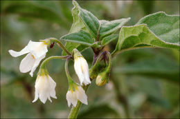 Image of <i>Solanum <i>nigrum</i></i> ssp. nigrum