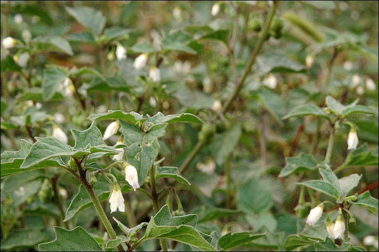 Image of <i>Solanum <i>nigrum</i></i> ssp. nigrum