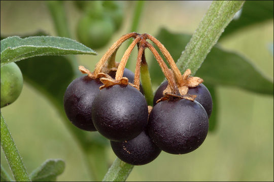 Image of <i>Solanum <i>nigrum</i></i> ssp. nigrum