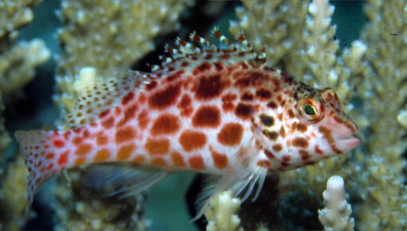 Image of Coral Hawkfish