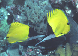 Image of Big long-nosed Butterflyfish