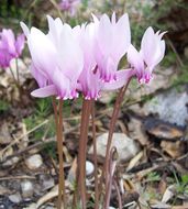 Image of baby cyclamen