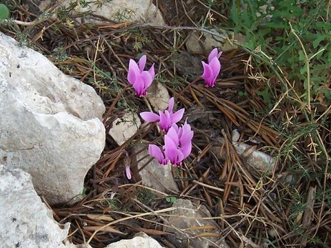 Image of baby cyclamen