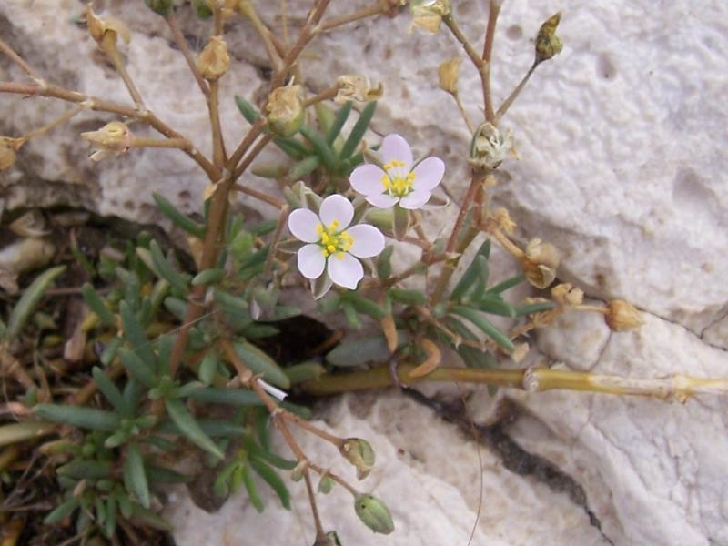 Image of Lesser Sea-spurrey