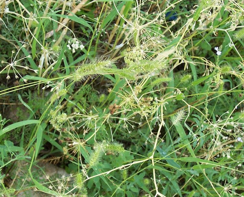 Image of green bristlegrass