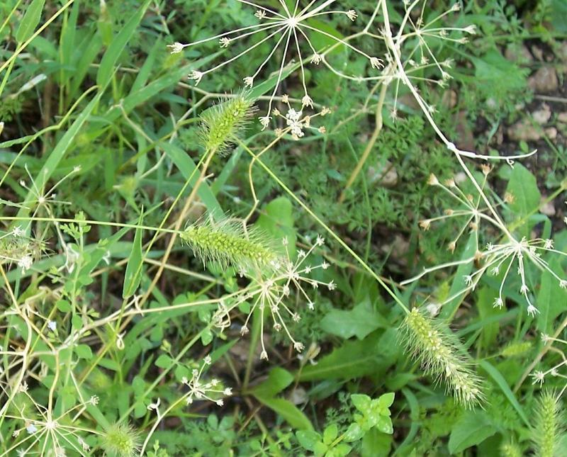 Image of green bristlegrass