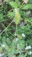 Image of green bristlegrass