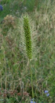 Imagem de Setaria viridis (L.) P. Beauv.