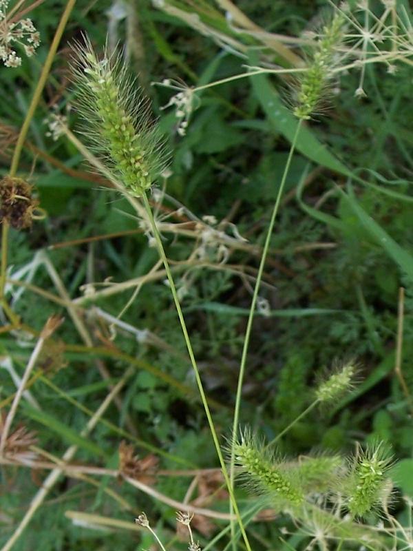 Image of green bristlegrass