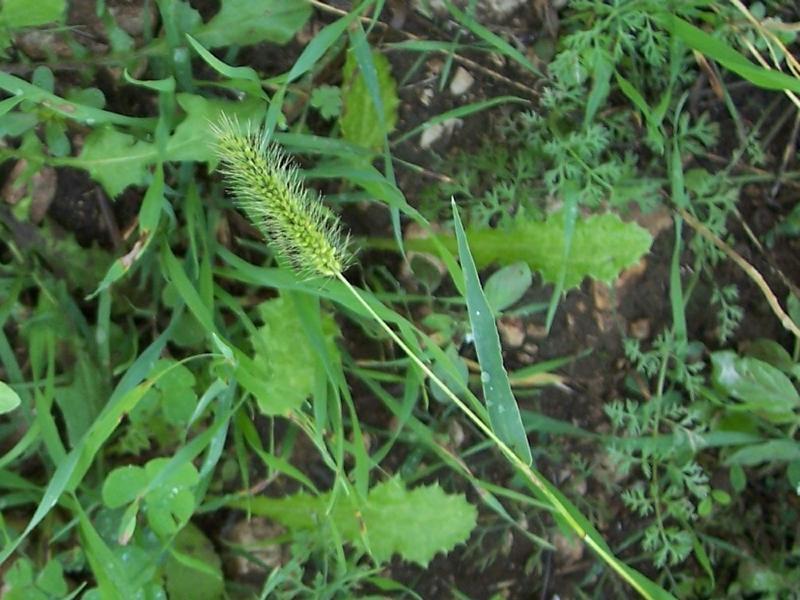 Image of green bristlegrass