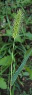 Image of green bristlegrass