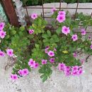 Image of Madagascar periwinkle