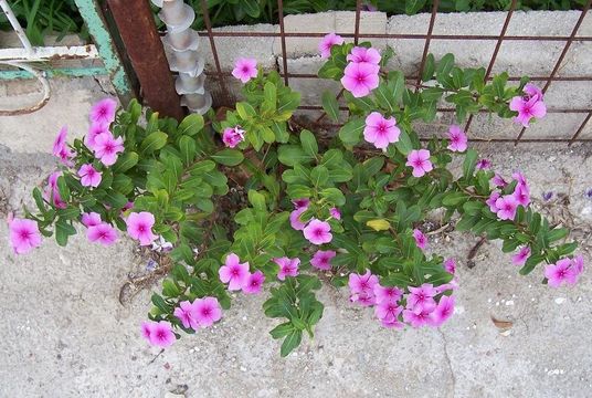 Image of Madagascar periwinkle