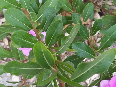 Image of Madagascar periwinkle