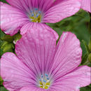 Image of Linum viscosum L.