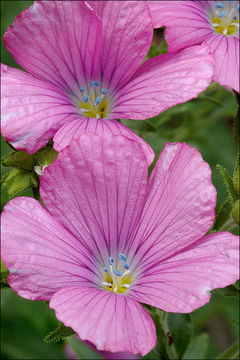 Image de Linum viscosum L.