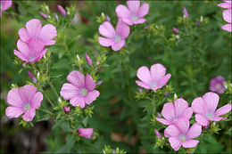 Image of Linum viscosum L.