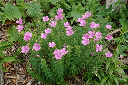 Image of Linum viscosum L.