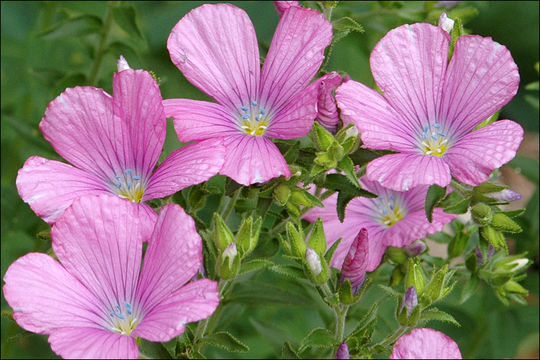 Image of Sticky Flax