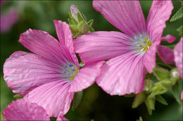 Image of Linum viscosum L.