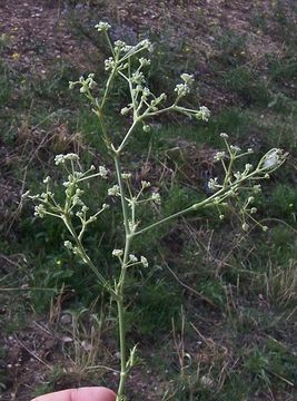 Image of Seseli tortuosum L.