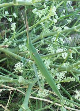 Image of Mediterranean Slant-faced Grasshopper