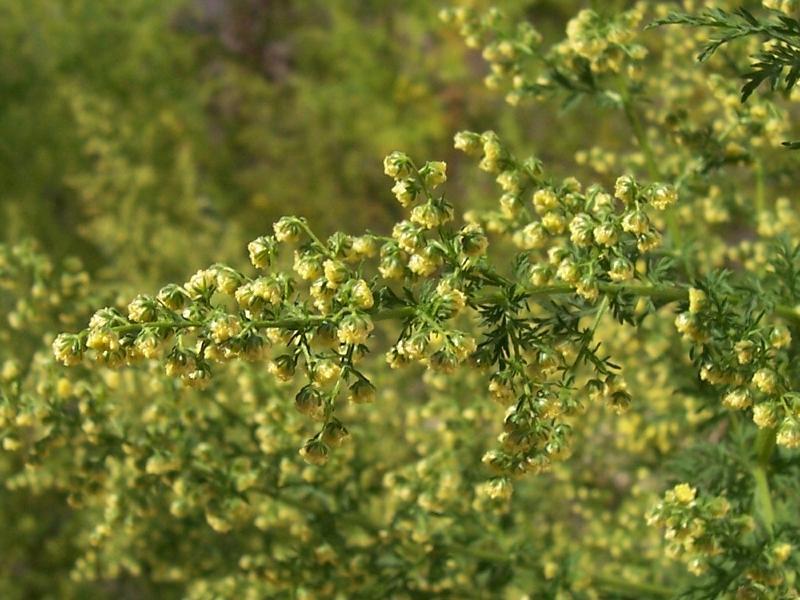 Artemisia annua L., Sweet sagewort (World flora) - Pl@ntNet identify