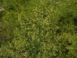 Image of sweet sagewort