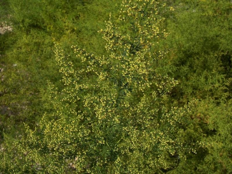 sims medieval sagewort